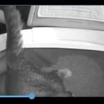 Half Guard for Litter-Robot 4 photo review