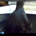 Half Guard for Litter-Robot 4 photo review