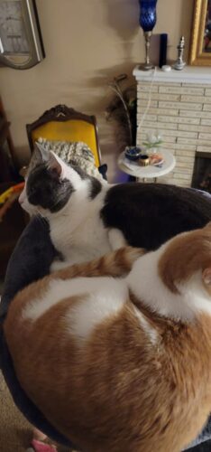 The Protector for LR3 photo review